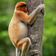 Imagen para el artículo titulado Estas son las fotos de animales más divertidas de 2021, según los Comedy Wildlife Photography Awards